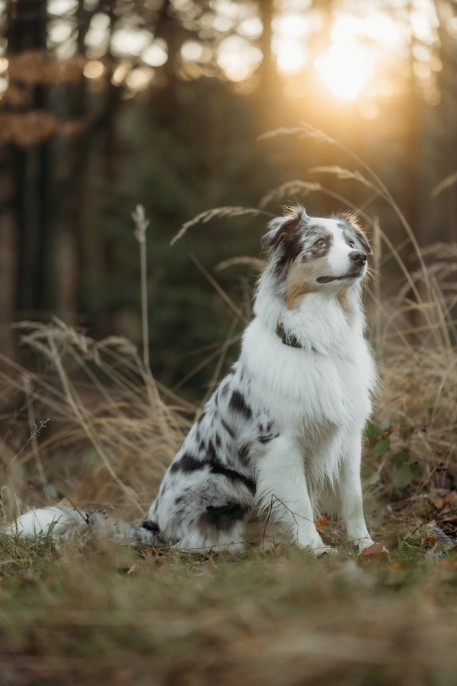 Am Bild sieht man einen Hund im Sonnenuntergang. Er sitzt in der Wiese und blickt in die Ferne.